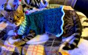 Crochet Pet Dress