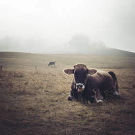 Cows on Mont Salève