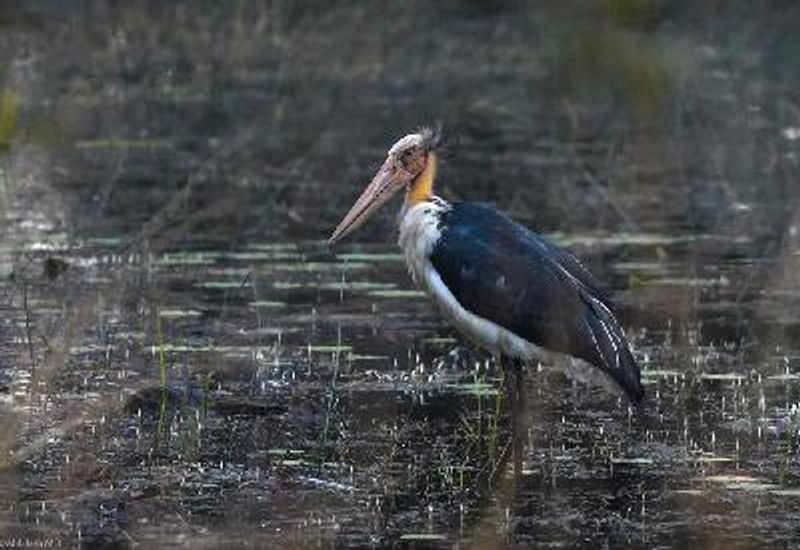 Lesser Adjutant