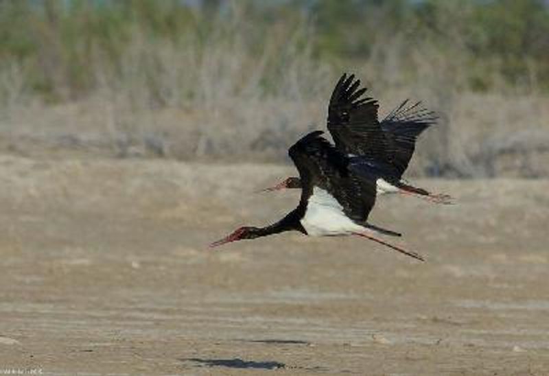 Black Stork