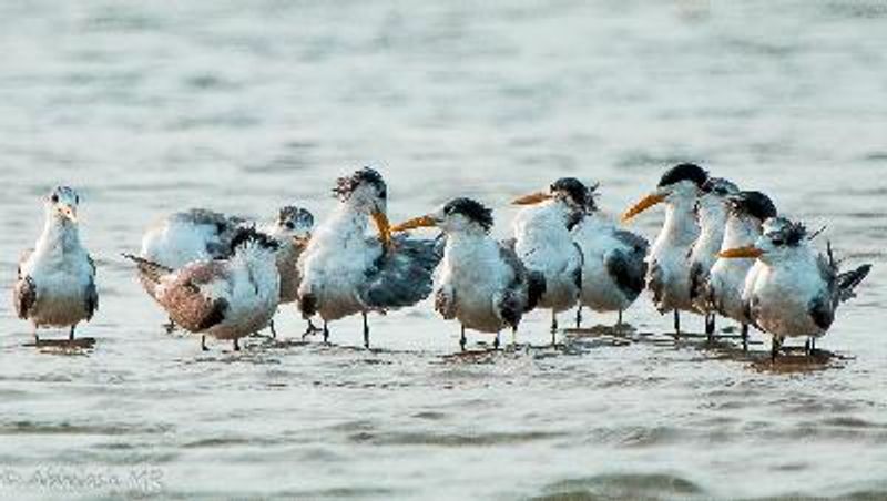 Lesser Crested Tern