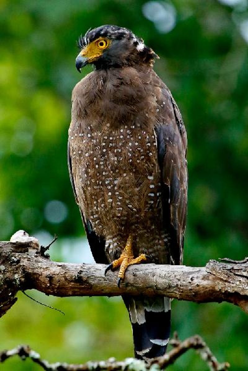 Crested Serpent Eagle