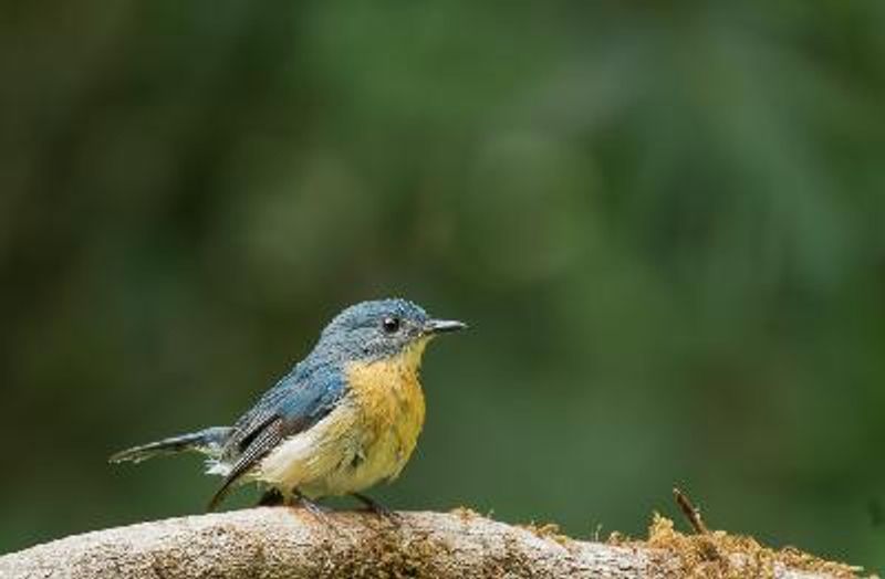 Tickell's Blue Flycatcher