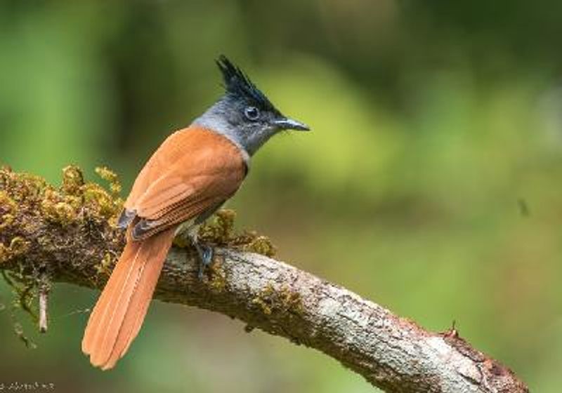 Indian Paradise Flycatcher