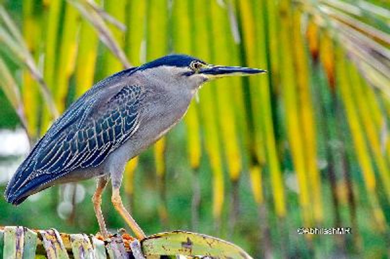 Striated Heron