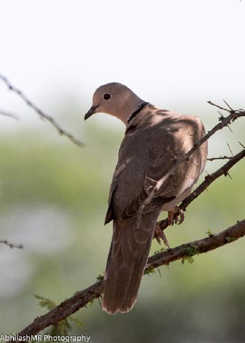 Eurasian Collared Dove