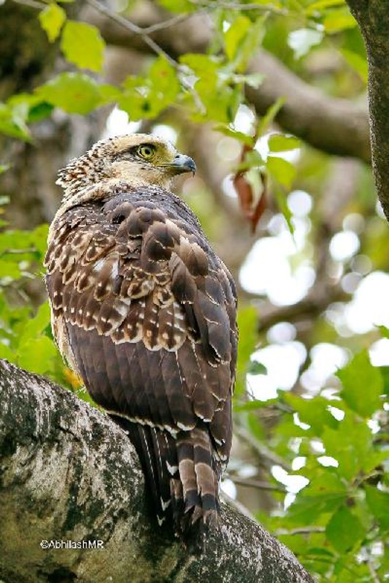 Crested Serpent Eagle