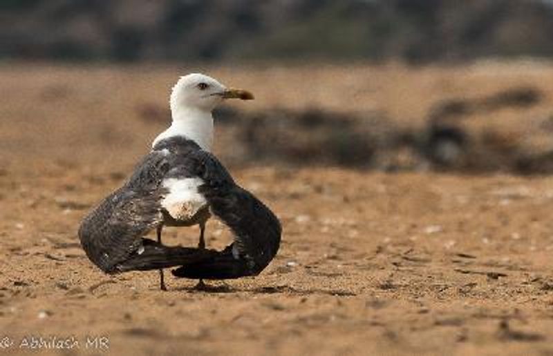 Lesser Black backed Gull