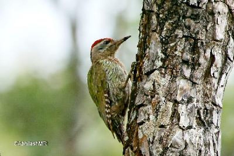 Streak throated Woodpecker