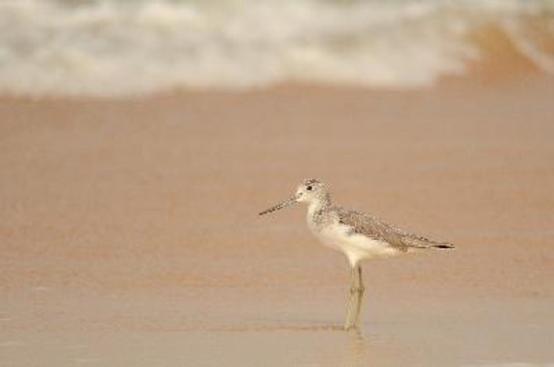 Common Greenshank