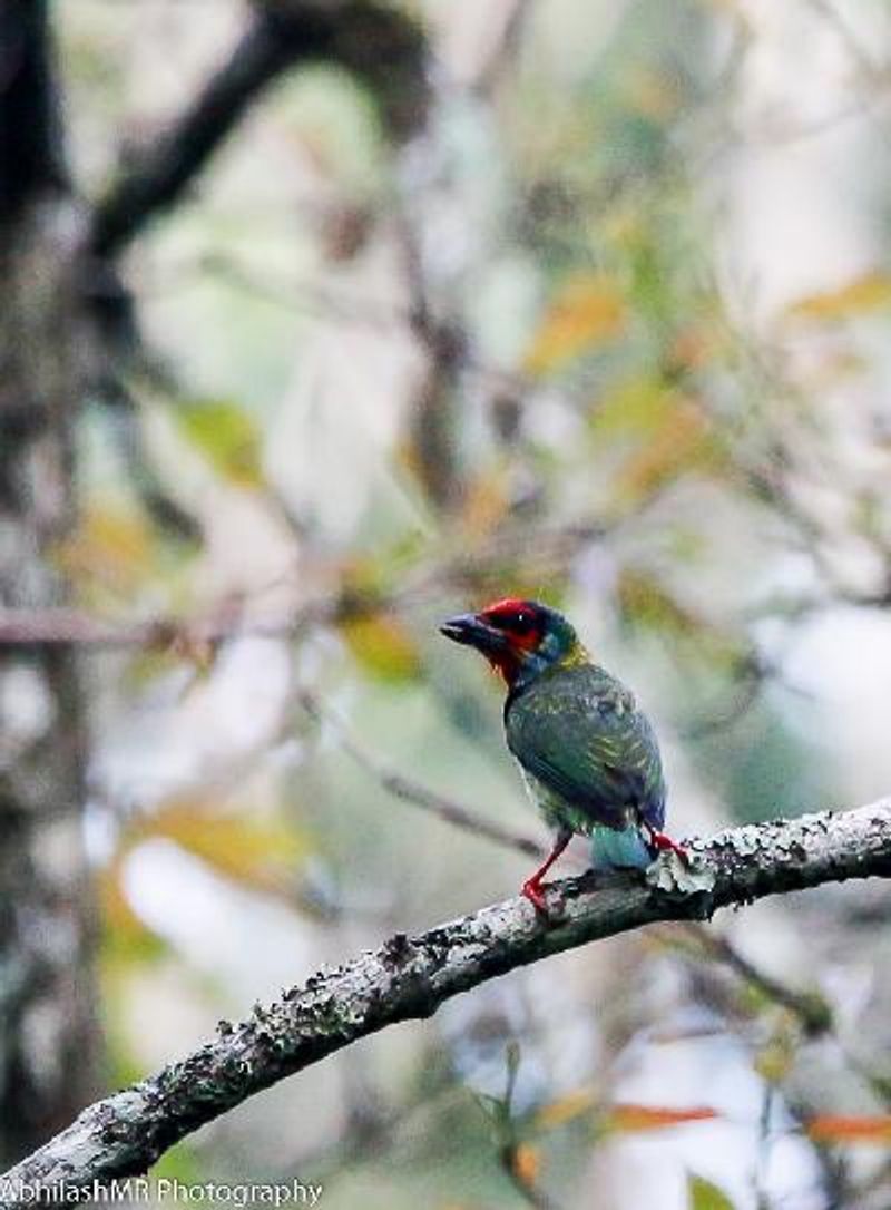 Malabar Barbet