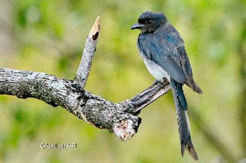 White bellied Drongo