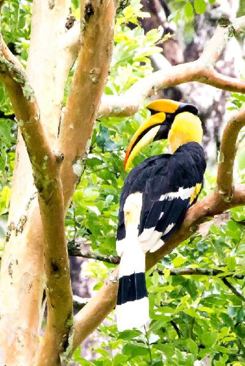 Great Hornbill