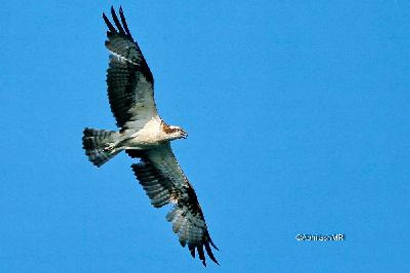 Osprey