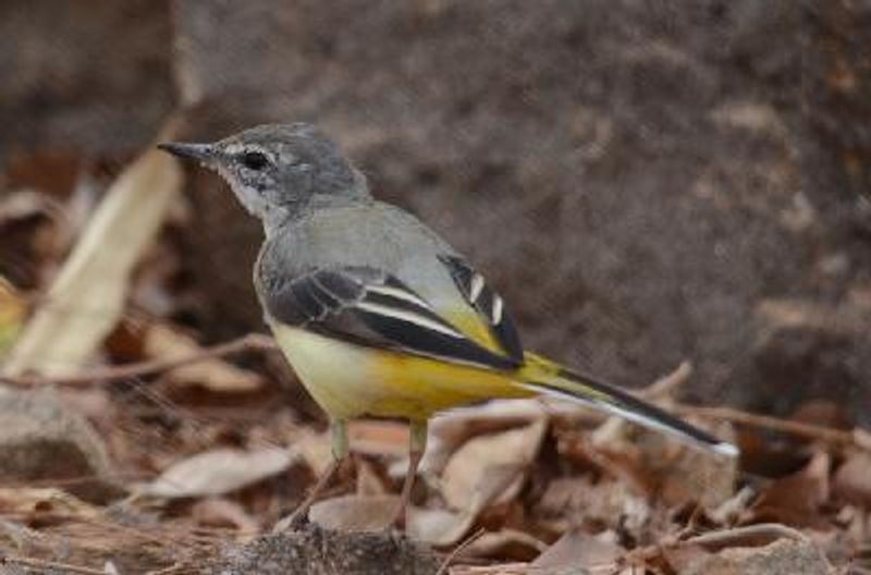 Grey Wagtail