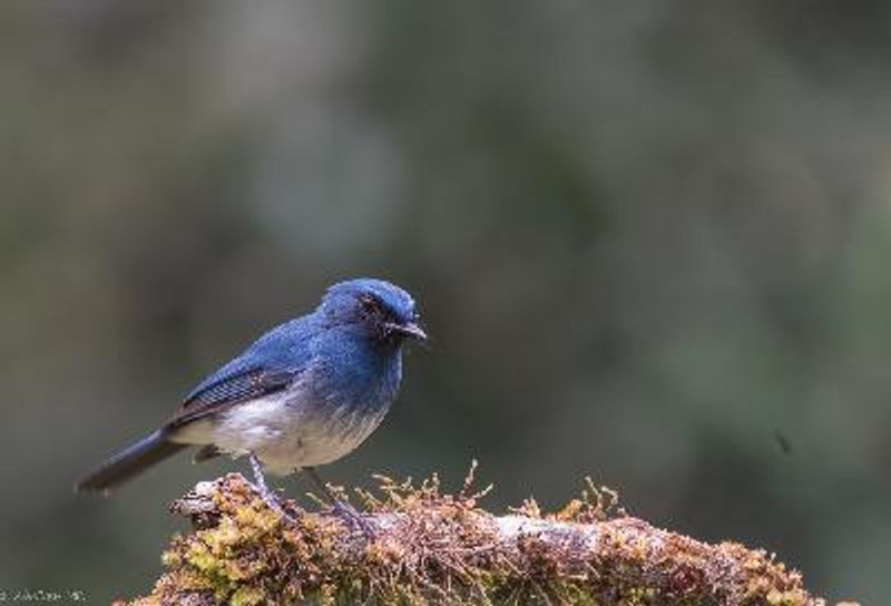 White bellied Blue Flycatcher