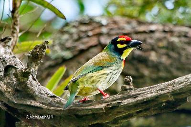 Coppersmith Barbet