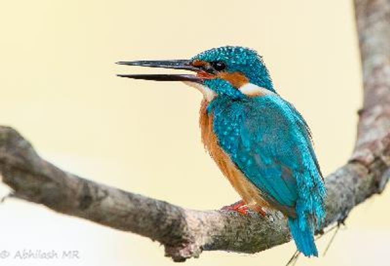 Common Kingfisher