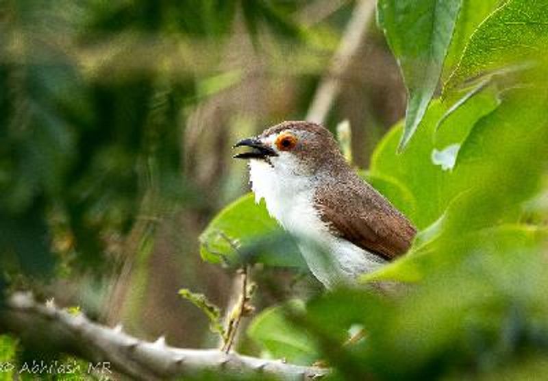 Yellow eyed Babbler