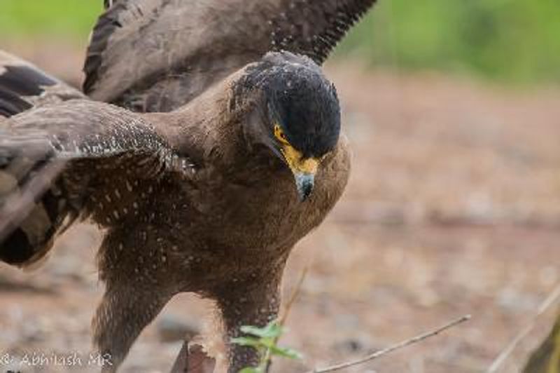 Crested Serpent Eagle