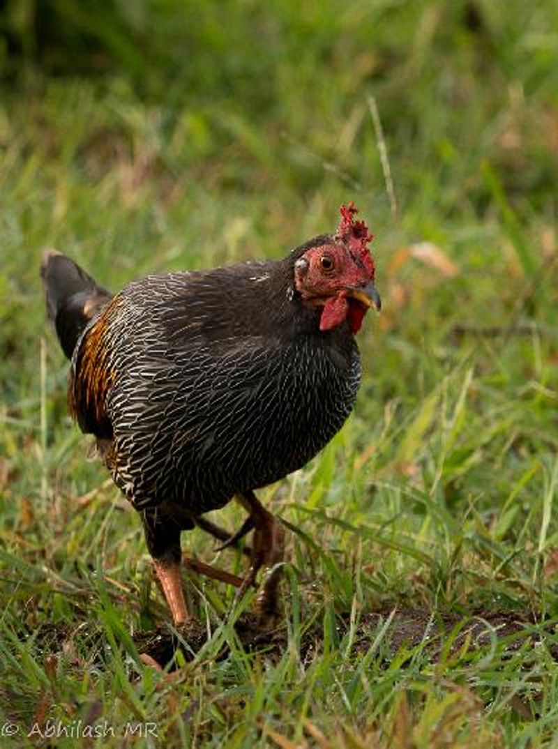 Grey Junglefowl