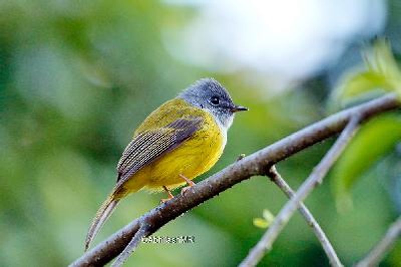 Grey headed Canary flycatcher