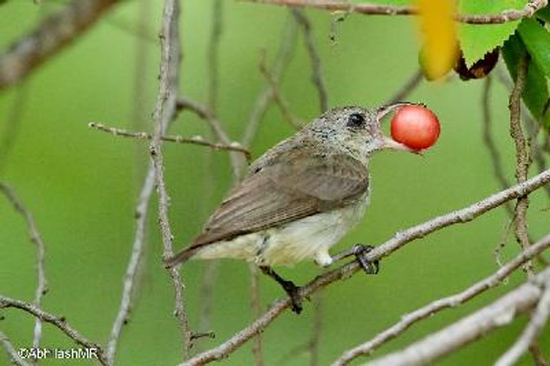 Pale billed Flowerpecker