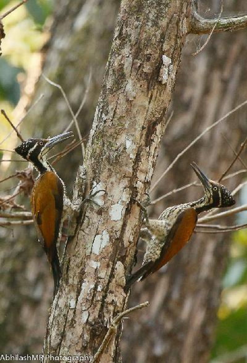 Greater Flameback