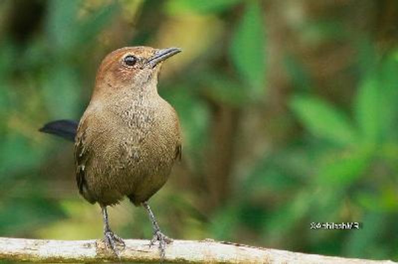 Indian Robin