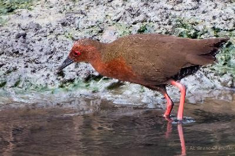 Ruddy breasted Crake