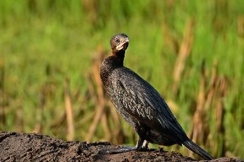 Little Cormorant