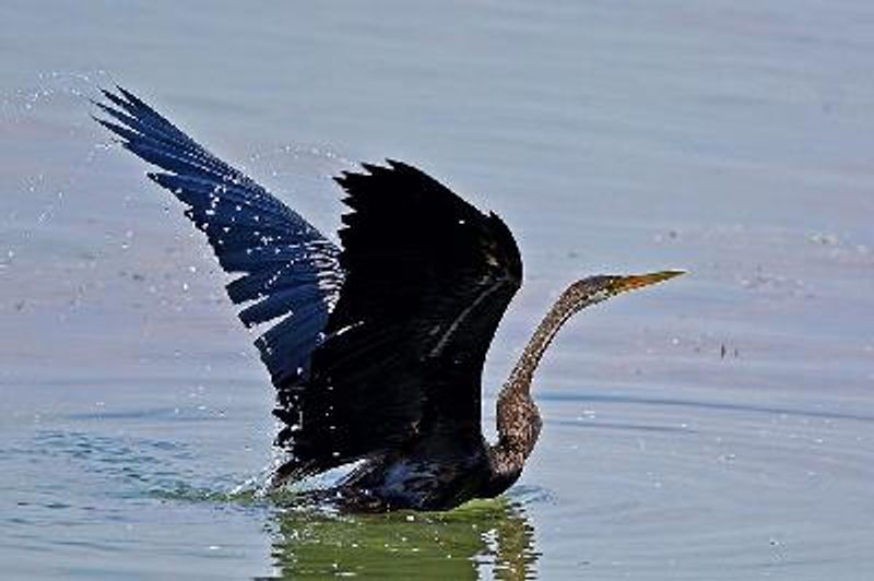 Oriental Darter