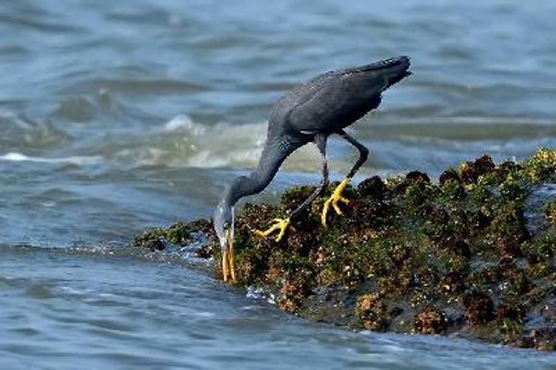 Western Reef Egret