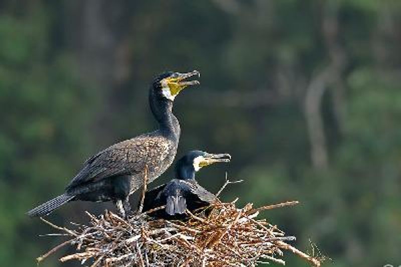 Great Cormorant