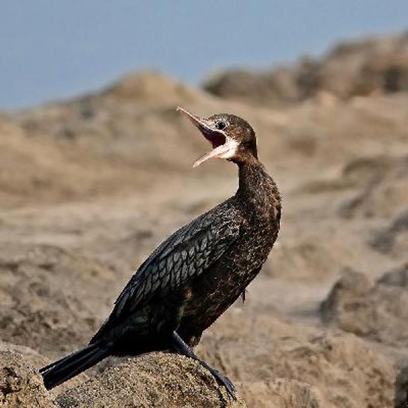 Little Cormorant