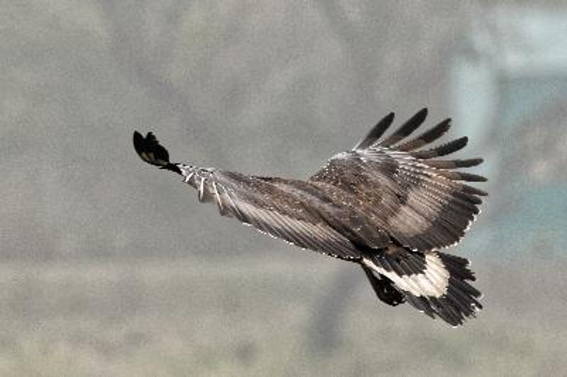 Crested Serpent Eagle