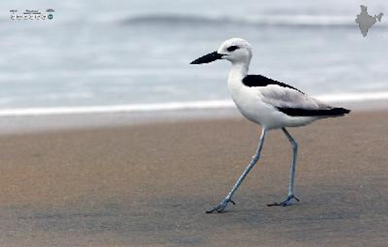 Crab plover