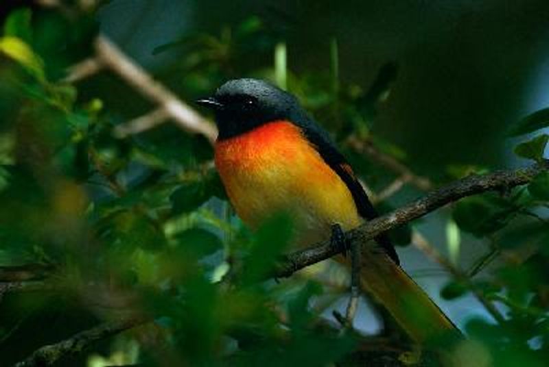 Small Minivet