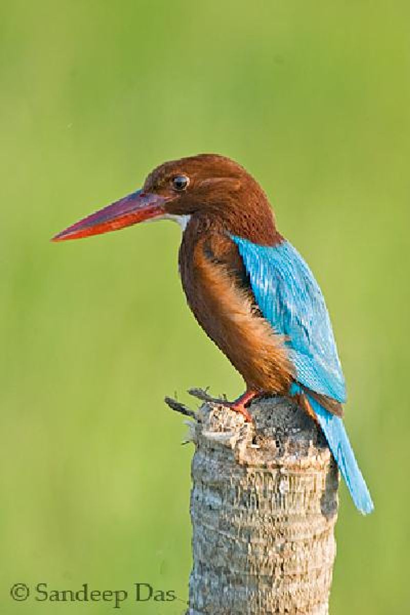 White throated Kingfisher