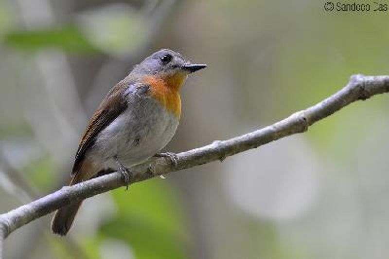 White bellied Blue Flycatcher