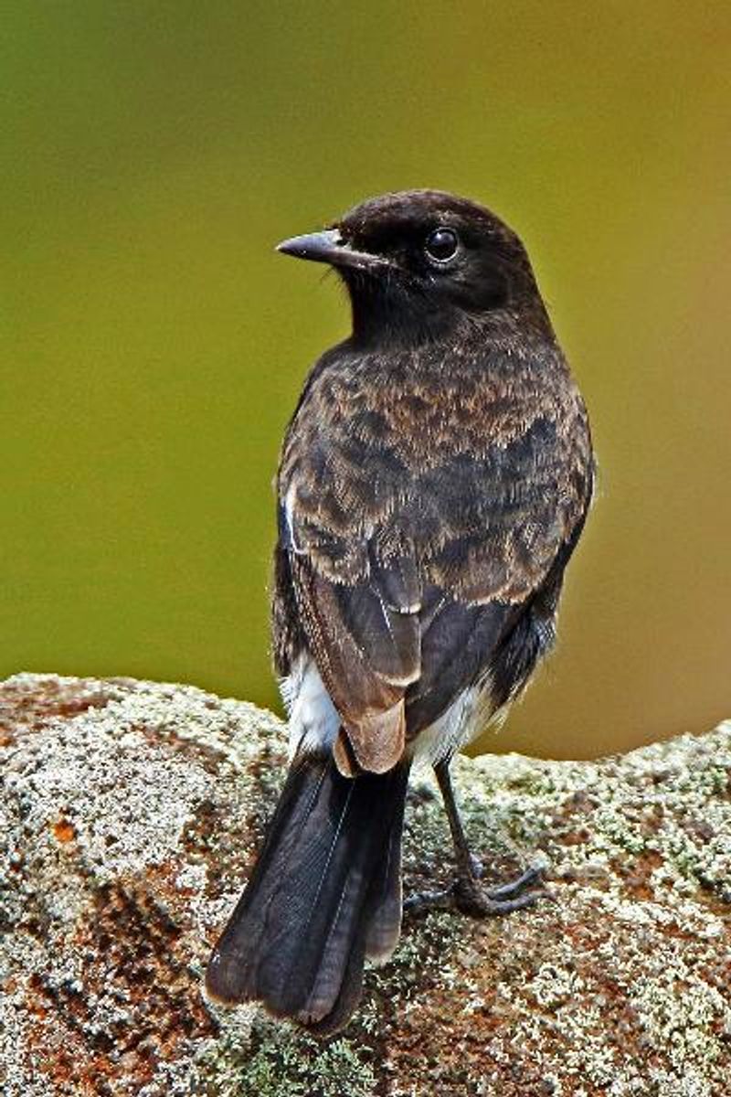 Pied BushChat