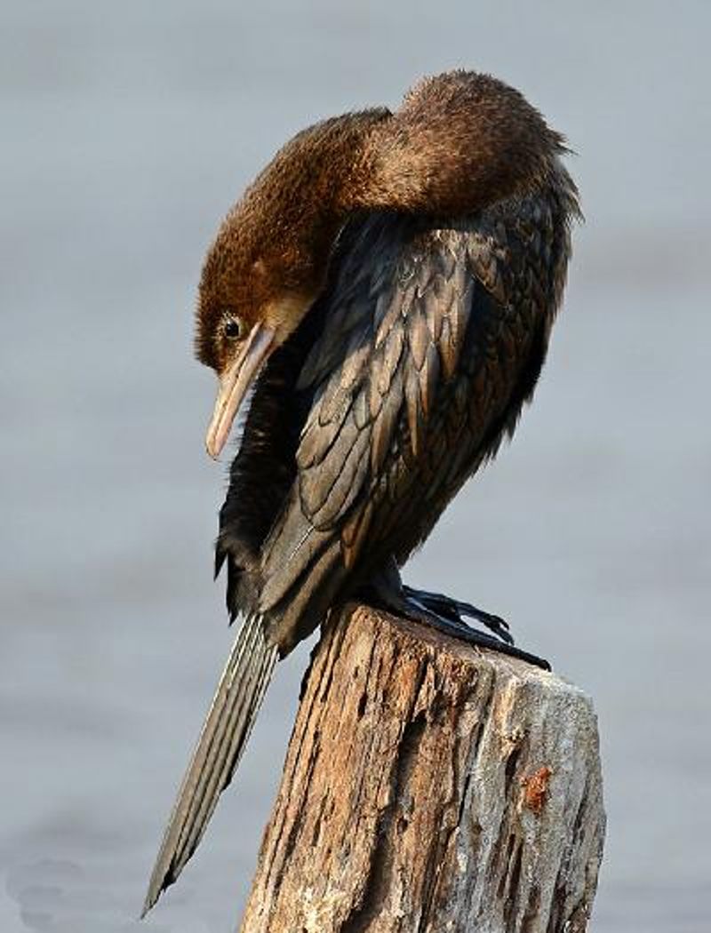 Little Cormorant