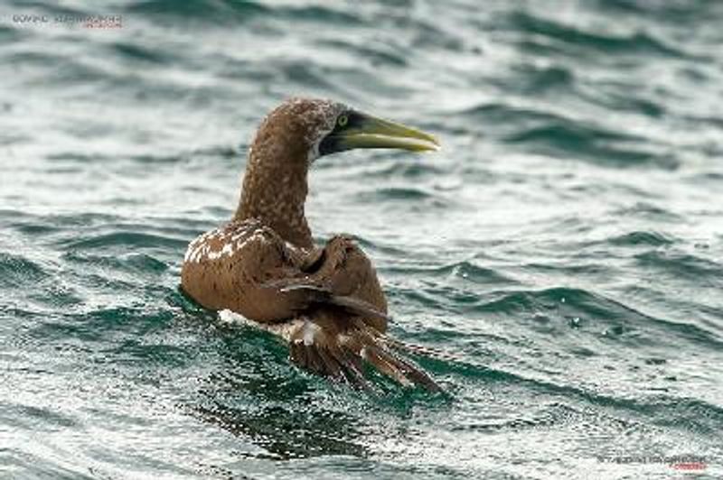 Masked Booby