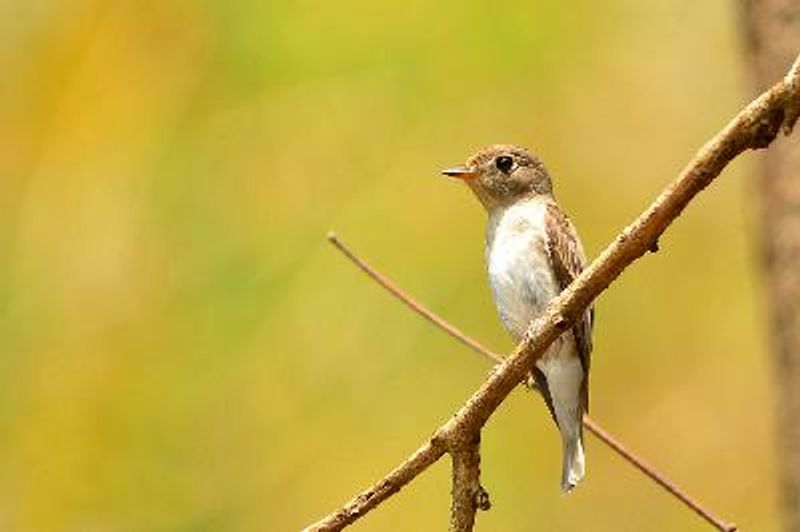 Asian Brown Flycatcher