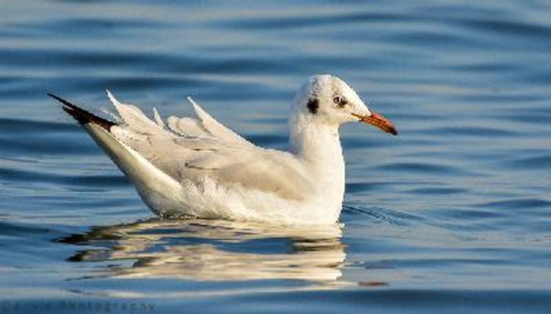 Brown headed Gull