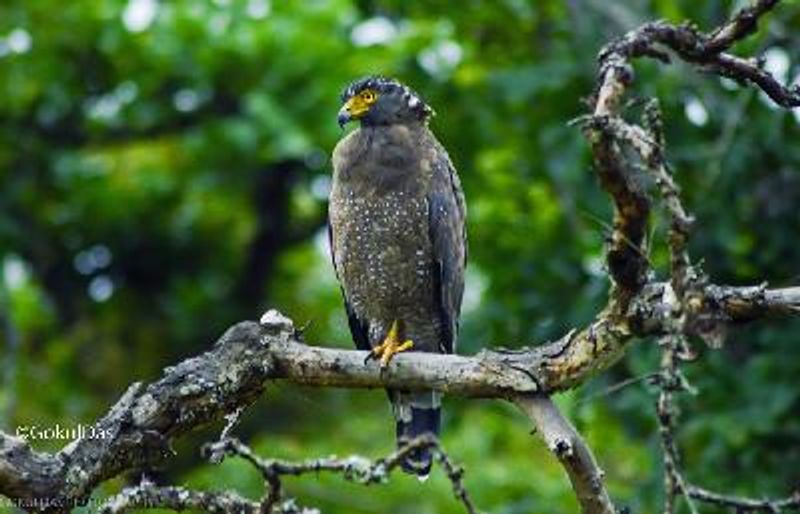 Crested Serpent Eagle