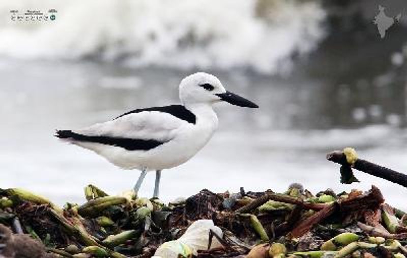 Crab plover