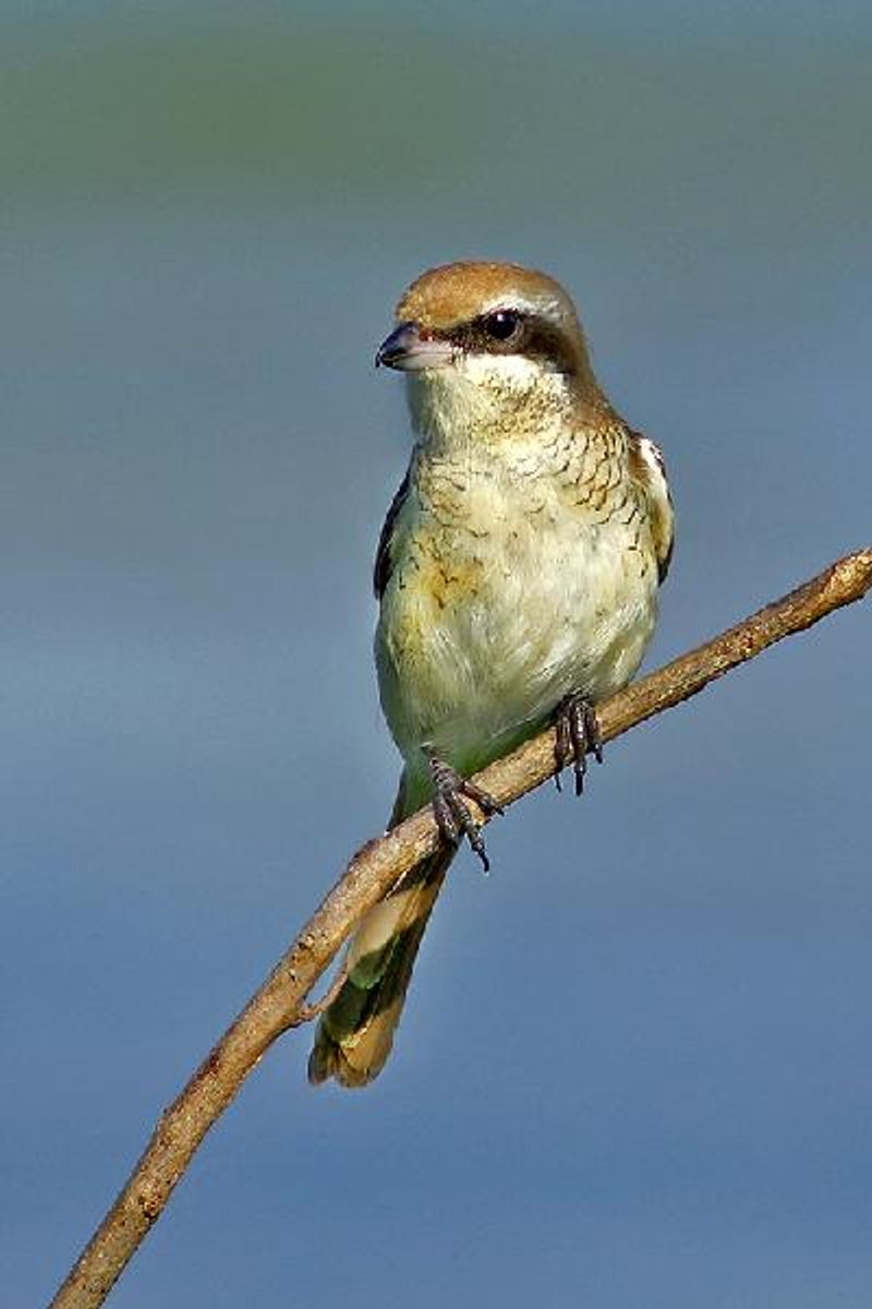 Brown Shrike