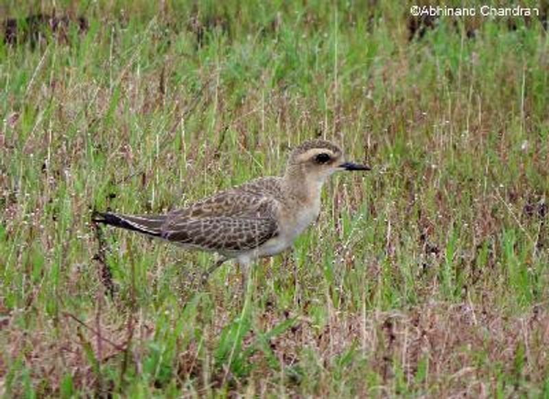 Caspian Plover