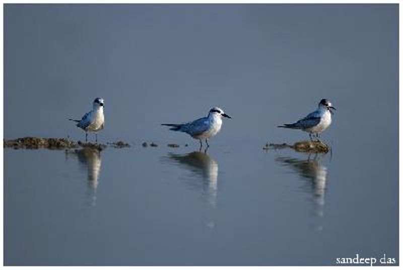 Whiskered Tern